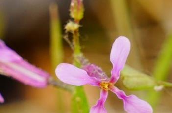 离子芥（离子芥的功效与作用）