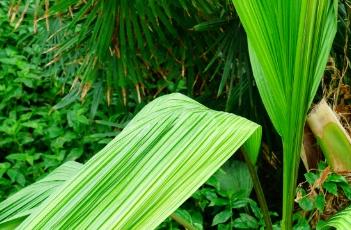 大叶仙茅