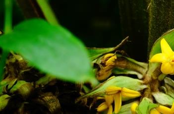 大叶仙茅 大叶仙茅