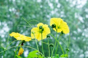 阳台种植丝瓜 阳台种植丝瓜土深多少合适