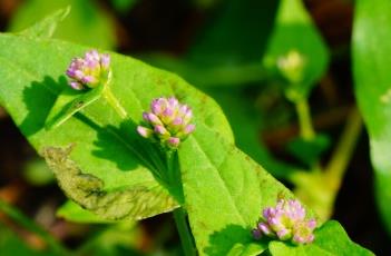 尼泊尔蓼 尼泊尔蓼