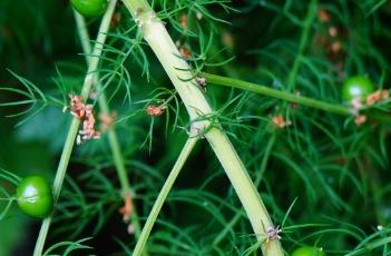 龙须菜（龙须菜凉拌怎么做）