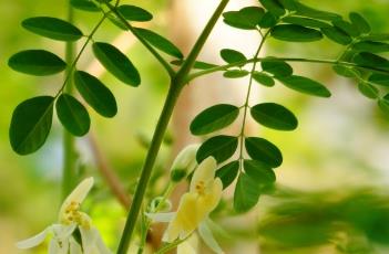 辣木科 辣木科moringa hildebrandtii