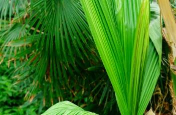 大叶仙茅 大叶仙茅