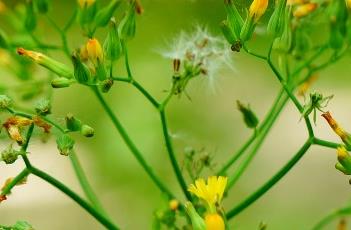 黄鹌菜（黄鹌菜的图片）