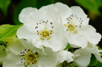 伞房花序（伞形花序）