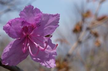 杜鹃花（杜鹃花叶子干枯一碰就掉怎么补救）