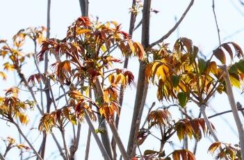 香椿的大棚种植技术 香椿的大棚种植技术与管理