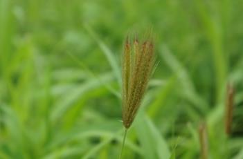 虎尾草 风尾草