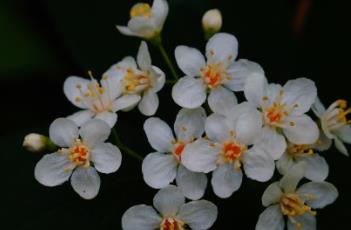 小花溲疏 小花溲疏花期