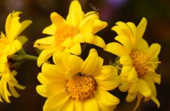 野菊花 野菊花长什么样子图片