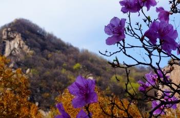 杜鹃花