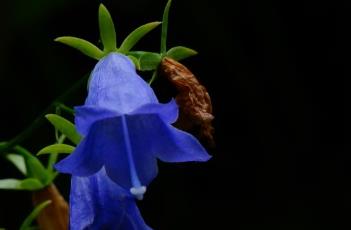 钟状花冠（钟状花冠图片）