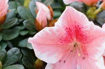 杜鹃花科（杜鹃花科有哪些植物）