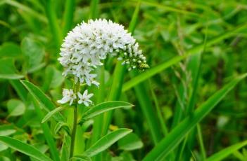 虎尾草（狐尾草）