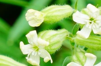 蔓茎蝇子草（蔓茎蝇子草的功效）