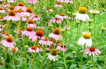 盆栽松果菊的养护方法