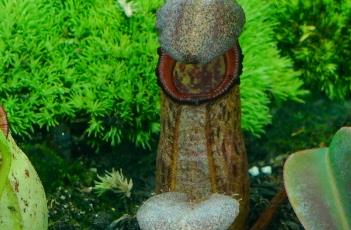 葫芦黑宝特猪笼草 葫芦辛布亚猪笼草