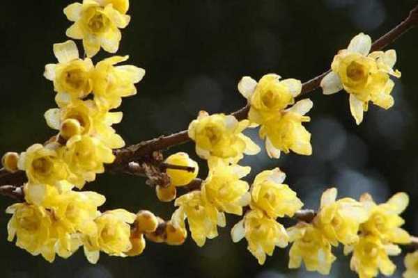 腊梅怎么养，有哪些注意事项（腊梅怎么养,有哪些注意事项视频）