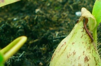 虎克猪笼草（虎克猪笼草有几种）