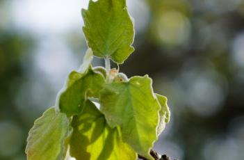 毛白杨 毛白杨图片