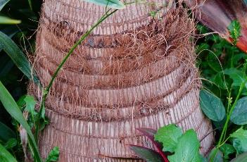 酒瓶椰(酒瓶椰子树)