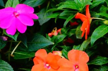 新几内亚凤仙花的生长习性 新几内亚凤仙花的生长习性