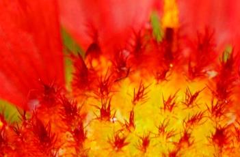 野火宿根天人菊