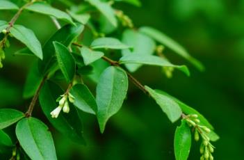 辽东水蜡树（辽东水蜡树花香）