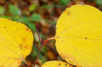 三桠乌药 三桠乌药
