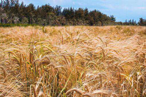 养殖户帮手秸秆粉碎机多少钱一台（养殖场大型饲料秸秆粉碎机厂家）
