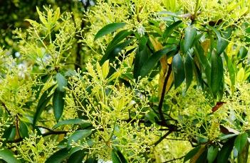 刨花润楠 刨花润楠图片