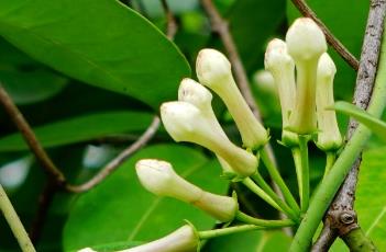 马达加斯加茉莉