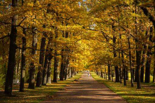 砍伐树木多少棵判刑