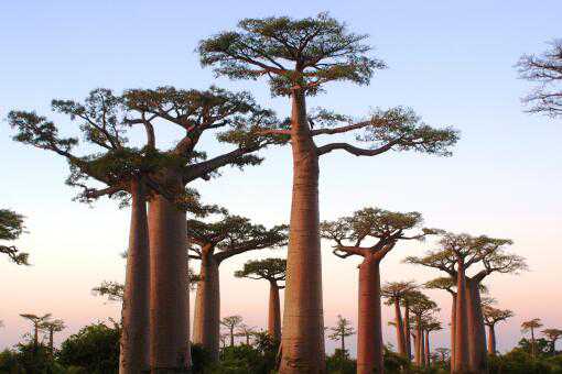 猴面包树有哪些作用