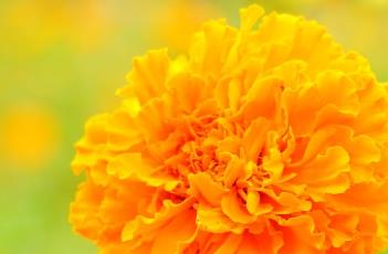 万寿菊（万寿菊叶黄素的功效与作用）