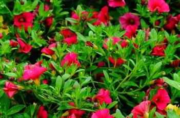 超级苏蓓卡舞春花