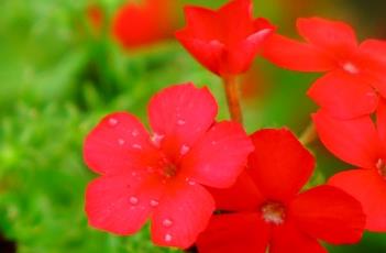 21世纪爱国者福禄考