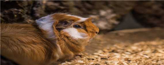 荷兰鼠和荷兰猪的区别 荷兰猪与老鼠的区别