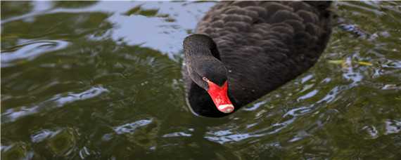 黑天鹅吃什么为主 黑天鹅主要吃什么