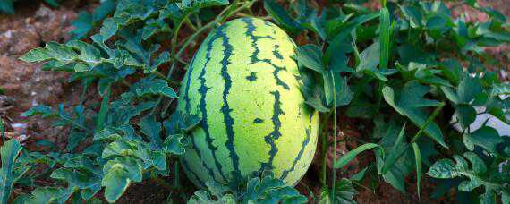 甜王西瓜品种介绍（甜王西瓜品种介绍黄皮红心）