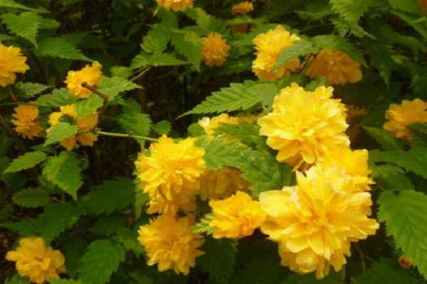 棣棠花和黄刺玫的区别是什么，二者的区分方法