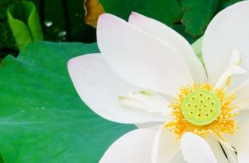 瑶池幻影（瑶池幻影荷花是大型吗）