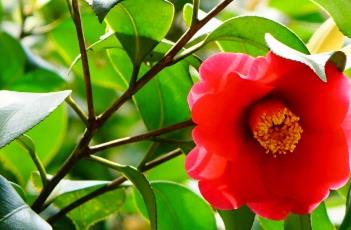 山茶花的养殖方法
