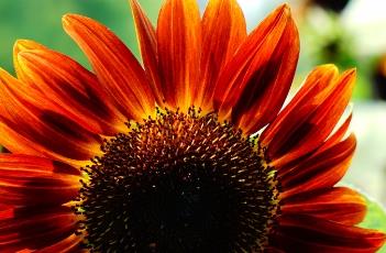 醉云长（醉云长向日葵）