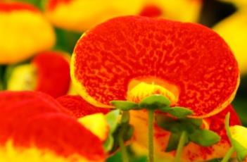 蒲包花的繁殖方法 蒲包花的繁殖方法