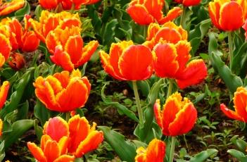 亮丽鹦鹉 艳丽的鹦鹉