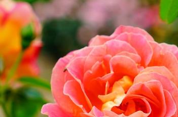 金背大红（金背大红牡丹）