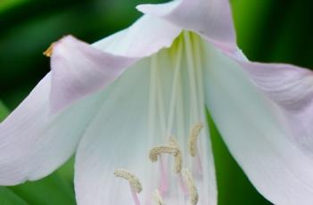 穆氏文殊兰 穆氏文殊兰有毒吗