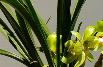 春兰的养殖方法 春兰的养殖方法